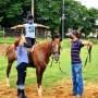 Equoterapia Esalq/USP oferece novas atividades assistidas com cavalos