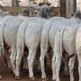 Fazenda investe em melhoramento genético e realiza 1ª venda de touros CEIP