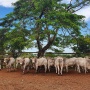 Fazenda certifica mais 40 touros para serem comercializados