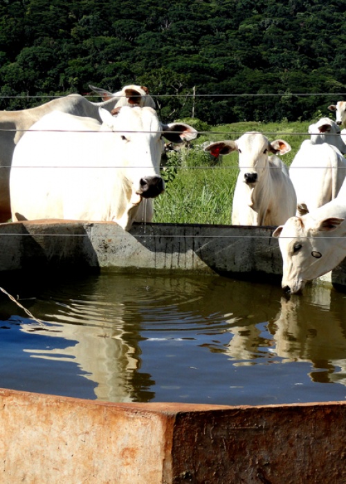 Bebedouro-para-bovinos---projeto-hidráulico